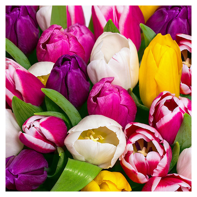  Servilletas de almuerzo con estampado de tulipanes de Paper+Design