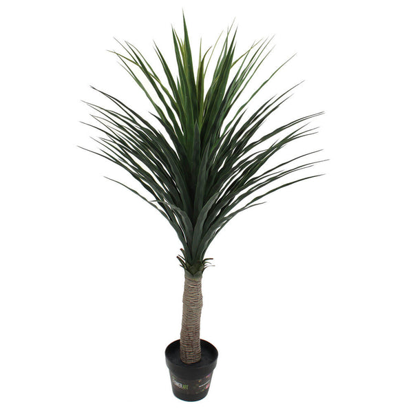 Cordyline Australis Plant in Pot Green 120cm